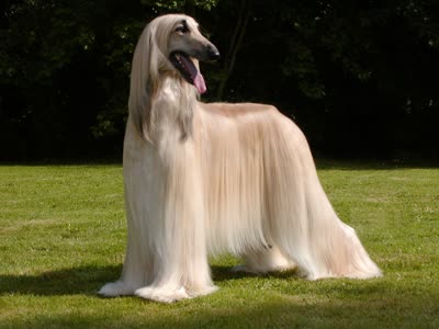 阿富汗猎犬-品系百科 阿富汗猎犬-品系百科
