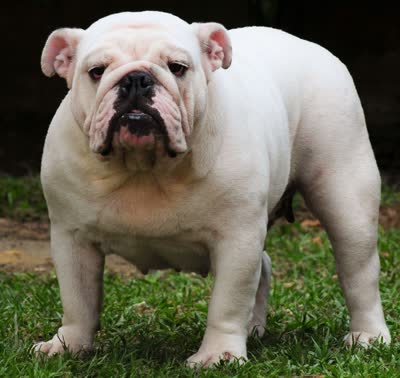 英国斗牛犬-品系百科
