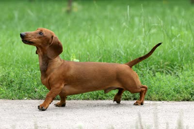 腊肠犬-品系百科 腊肠犬-品系百科