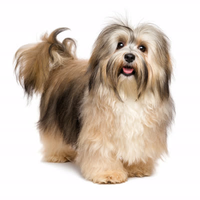 哈瓦那犬-品系百科