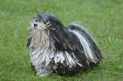 波利犬-品系百科 波利犬-品系百科