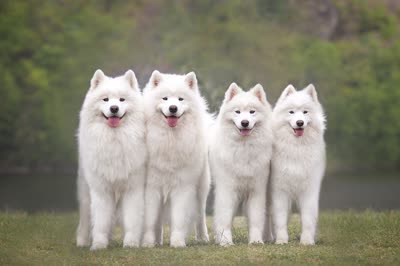 萨摩耶犬-品系百科 萨摩耶犬-品系百科