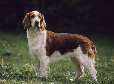 威尔士跳猎犬-品系百科 威尔士跳猎犬-品系百科