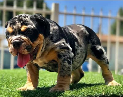 英国斗牛犬-品系百科