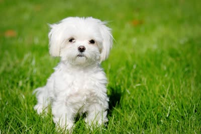 哈瓦那犬-品系百科 哈瓦那犬-品系百科