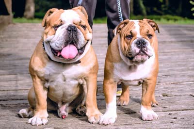 英国斗牛犬-品系百科
