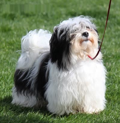 哈瓦那犬-品系百科