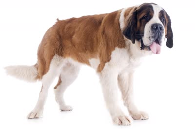 圣伯纳犬-品系百科