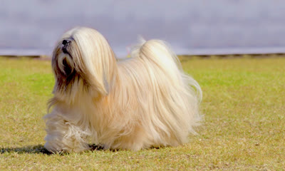 拉萨犬-品系百科