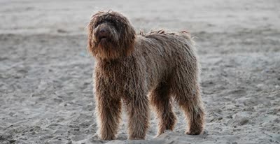 葡萄牙水犬-品系百科