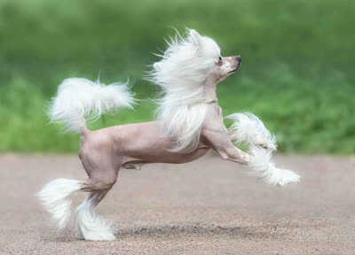 中国冠毛犬-品系百科 中国冠毛犬-品系百科