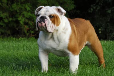 英国斗牛犬-品系百科