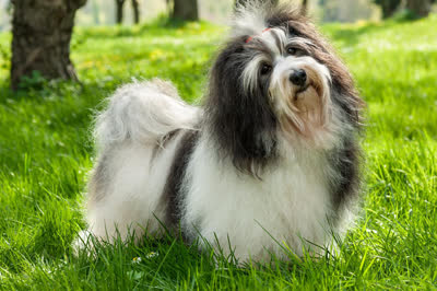 哈瓦那犬-品系百科