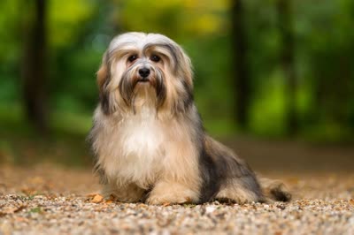 哈瓦那犬-品系百科