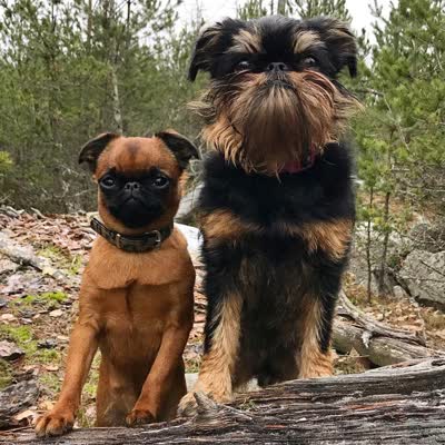 布鲁塞尔格里芬犬-品系百科