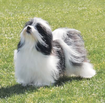 哈瓦那犬-品系百科