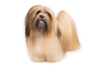 拉萨犬-品系百科 拉萨犬-品系百科