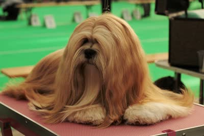 拉萨犬-品系百科