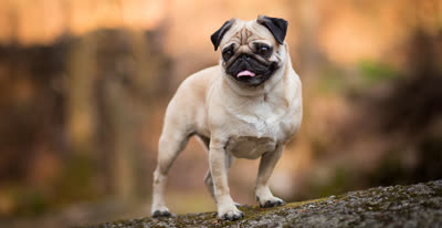 巴哥犬-品系百科