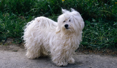 哈瓦那犬-品系百科