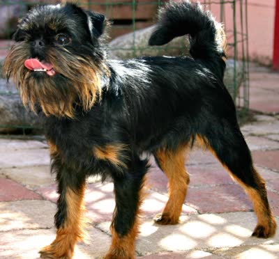 布鲁塞尔格里芬犬-品系百科