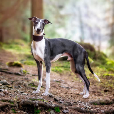 惠比特犬-品系百科