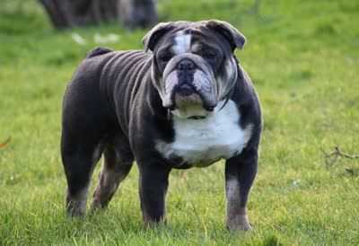 英国斗牛犬-品系百科
