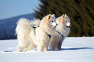 萨摩耶犬-品系百科