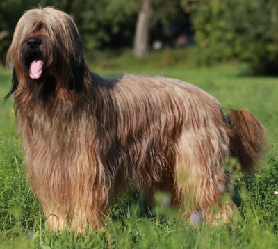 布雷猎犬-品系百科