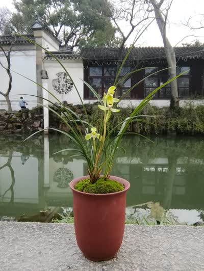 宋梅-品系百科