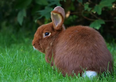 新西兰兔-品系百科