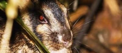 苏门答腊兔-品系百科