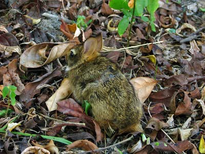 森林兔-品系百科