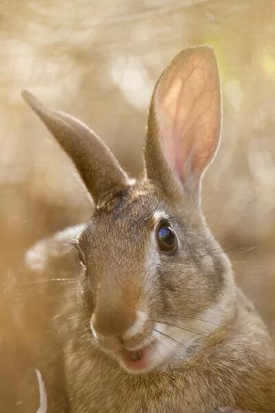 岛林兔-品系百科