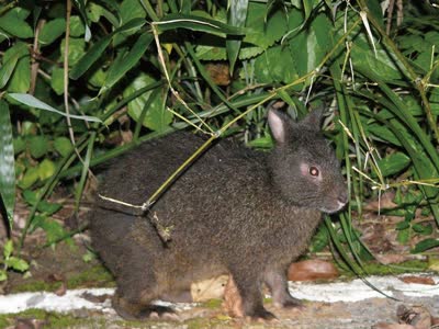 琉球兔-品系百科