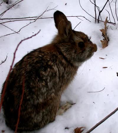 新英格兰棉尾兔-品系百科