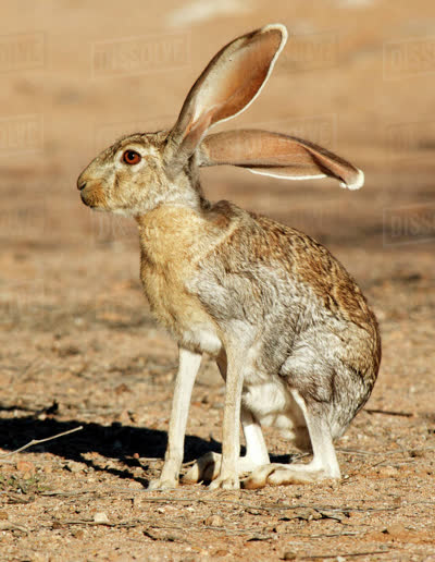 羚羊兔-品系百科