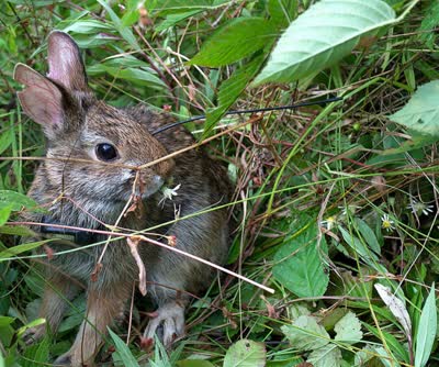 新英格兰棉尾兔-品系百科