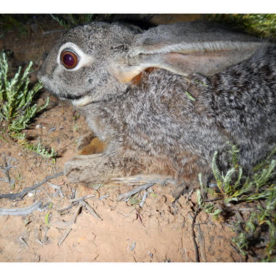 南非山兔-品系百科