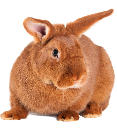 新西兰兔-品系百科