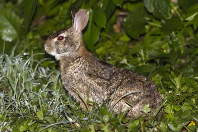 森林兔-品系百科