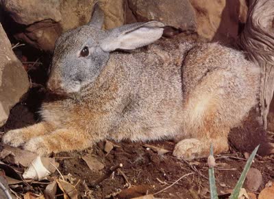 厚尾岩兔-品系百科