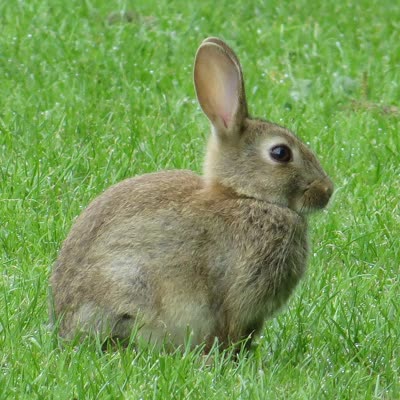 穴兔-品系百科