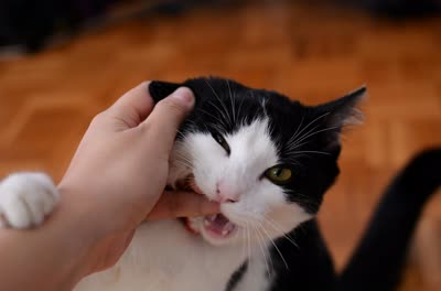 奶牛猫-品系百科