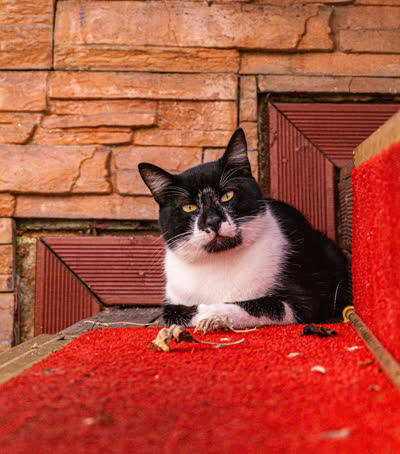 奶牛猫-品系百科 奶牛猫-品系百科
