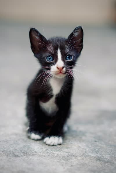奶牛猫-品系百科