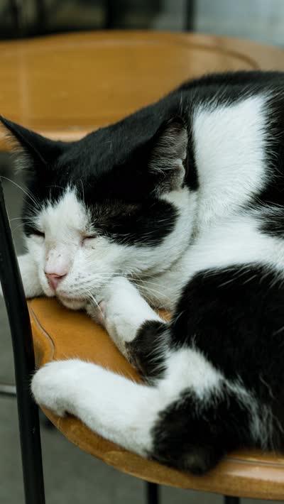 奶牛猫-品系百科