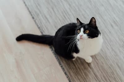奶牛猫-品系百科