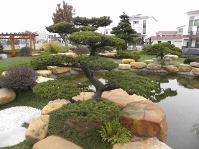 大阪松-品系百科
