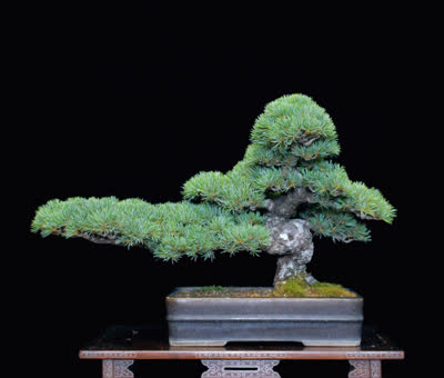 大阪松-品系百科 大阪松-品系百科